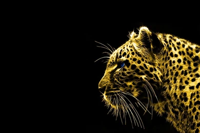 Black And Gold Wallpapers