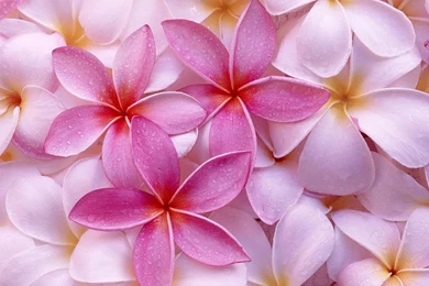 Pictures Of Flower   Desktop Backgrounds