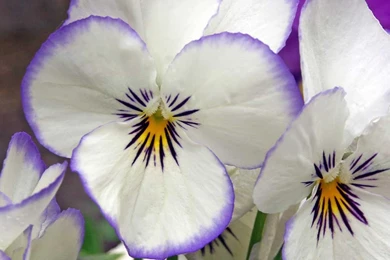 Flower Wallpapers Tumblr Hd Black And White Widescreen Download For ...