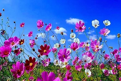 Flowers desktop wallpapers spring flowers desktop wallpapers.jpg