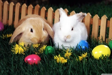 Easter Egg Hunt HD Desktop Wallpapers : Widescreen : High ...