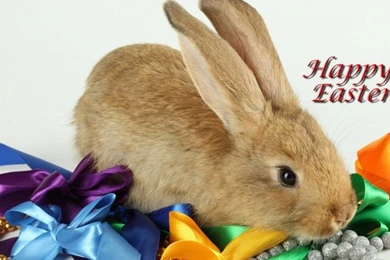 Download Easter Bunny Desktop Wallpaper.jpg