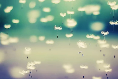 Cute Computer Wallpapers   3 Items