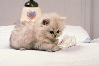 Cute Desktop Backgrounds   PowerballForLife