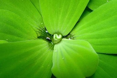 Wide Nature Green Wallpaper HD  Magic4Walls.com