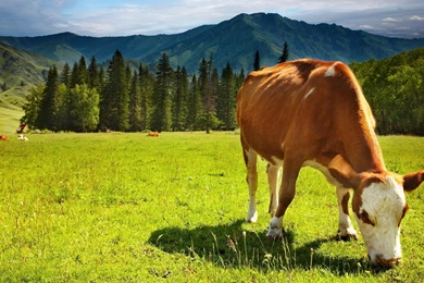 97 Cow HD Wallpapers