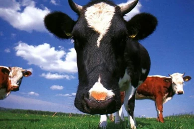Cow Wallpapers   Animals Town