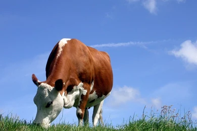 Cow Wallpapers HD.jpg