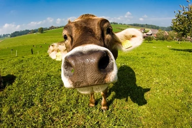 Cow 35112 1920x1080.jpg