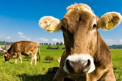 Cow HD Wallpapers Download Full HD Animals Wallpapers & Images ...