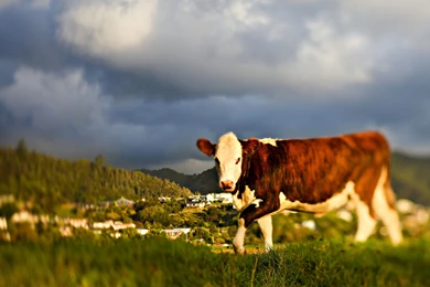 Ultra HD 4K Cow Wallpapers HD, Desktop Backgrounds 3840x2400