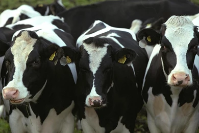 Cow Desktop And Mobile Wallpapers   Animals Town