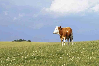 Cow Wallpapers   Cows Wallpapers (26941976)   Fanpop