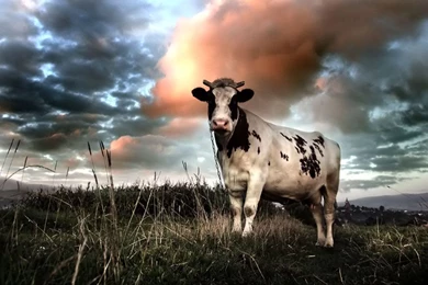 Cows Wallpapers   Domestic Cows Animal Photos