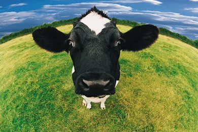 Cows_wallpaper3875.jpg