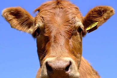 Cow Wallpapers And Backgrounds   Animals Town