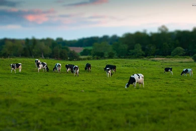 Cow Wallpapers   Animal Wallpapers