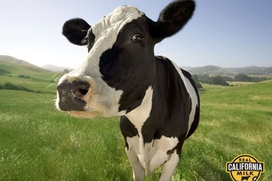 Top Best Animal Cows Wallpaper Images For Pinterest