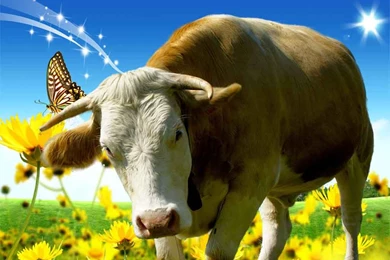 Cow Latest Wallpapers 2013