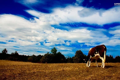 Cow Grazing Wallpapers   Animal Wallpapers