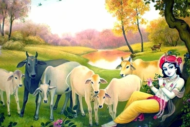 Download Lord Krishna Cow Wallpapers 1024x768