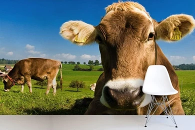 Compare Prices On Cow Wallpapers  Online Shopping/Buy Low Price ...