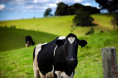 Cow Wallpapers Hd   Free Android Application   Createapk.com