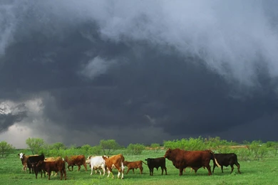 Top Hd Cow Wallpaper Images For Pinterest