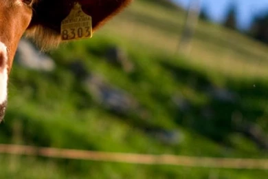 Cow iPhone 5 Wallpapers