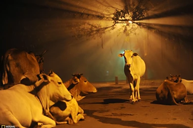 Cow Picture – Animal Wallpapers   National Geographic Photo Of The Day