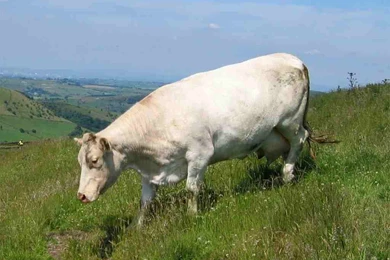 Cow Wallpapers   Cows Wallpapers (26942822)   Fanpop