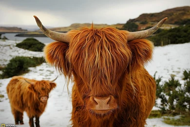 Highland Cattle Picture – Animal Wallpapers   National Geographic ...