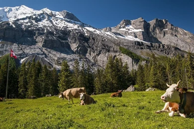 1366x768 Cow, Mountains, Meadow, Switzerland, Switzerland ...
