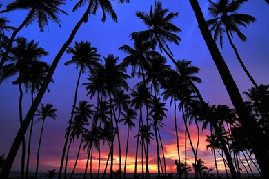 Palm Tree HD Wallpapers, Palm Tree Backgrounds, New Wallpapers