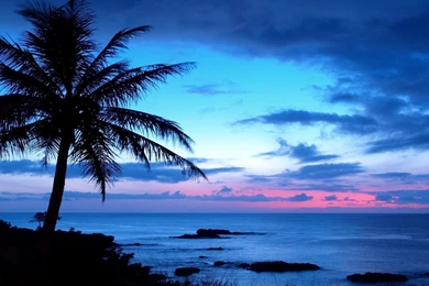 Astonishing Palm Tree Wallpapers Trees Wallpapers Palm Free Download ...