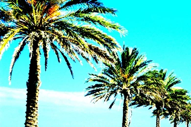 Palm Trees Wallpapers 1600x1200px