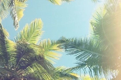 Palm Trees Iphone Wallpapers