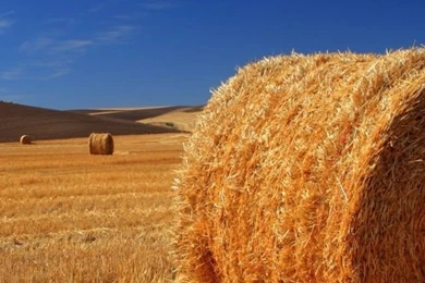 Download Wallpapers 640x960 Hay, Bale, Field, Agriculture, Straw ...