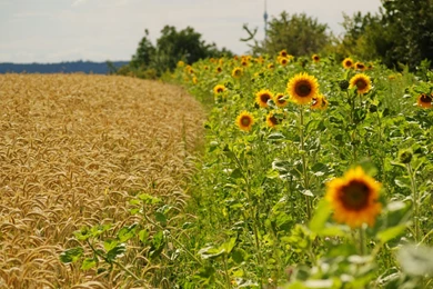 Landscapes Flowers Fields Agriculture Sunflowers Wallpapers ...