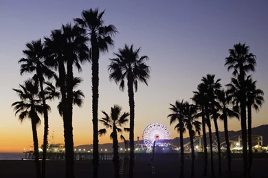 Sunrise Beach Palm Tree   Wallpaper.