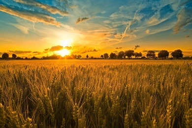 Roundup Ready 2 Xtend™ Soybeans