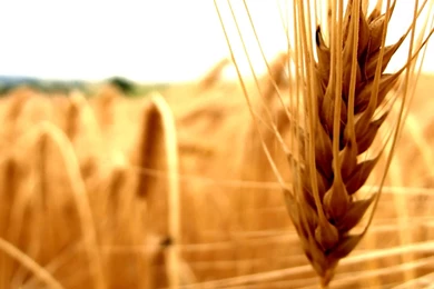 Full HD 1080p Agriculture Wallpapers HD, Desktop Backgrounds 1920x1080