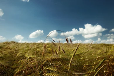 Download Wallpapers 3840x2400 Ears, Field, Clouds, Wind ...