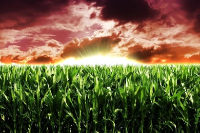 Agriculture Corn Crops Nature Wallpapers