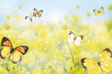 Butterfly Backgrounds 7 1649663