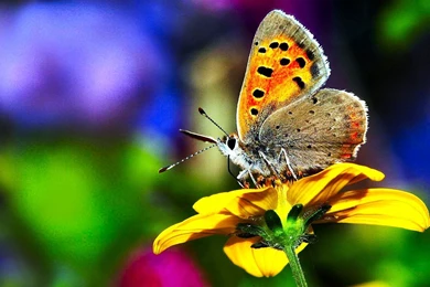 932 Butterfly HD Wallpapers