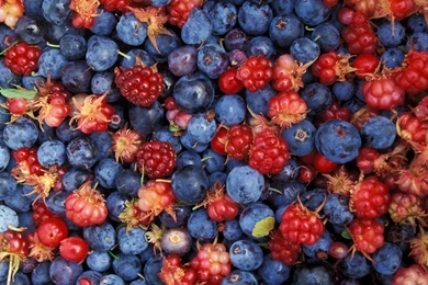 Forest Berries Wallpapers Photography Wallpapers