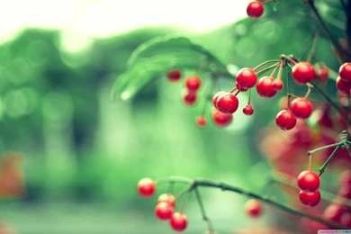 Red Berries HD Desktop Wallpapers : High Definition : Fullscreen ...