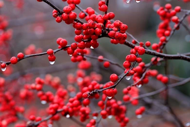 Berries HD Wallpapers   HD Wallpaper Backgrounds Of Your Choice