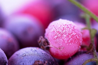 118 Berry HD Wallpapers